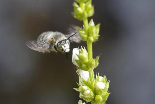 Réf. 359 714 : Anthophora quadrimaculata